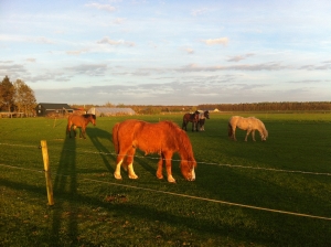 Minicamping Drenthe, Boerderijcamping de Jobinghoeve